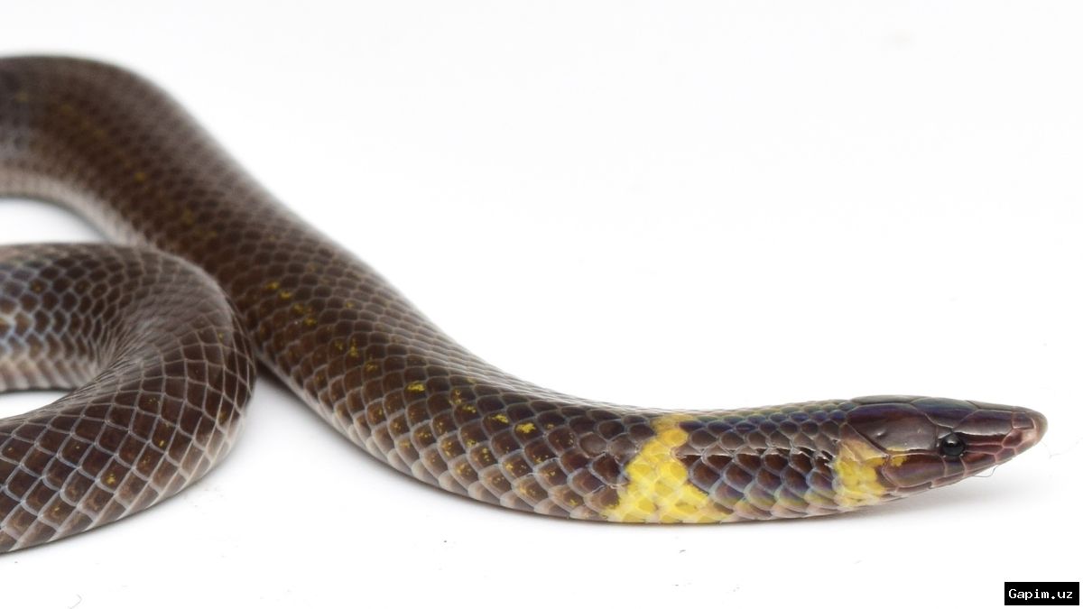 🐍🔬 Японские ученые зафиксировали уникальный способ передвижения змей в виде колеса