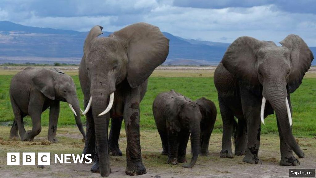 🐘💀 Pesticides blamed for deaths of 15 elephants in Kenya
