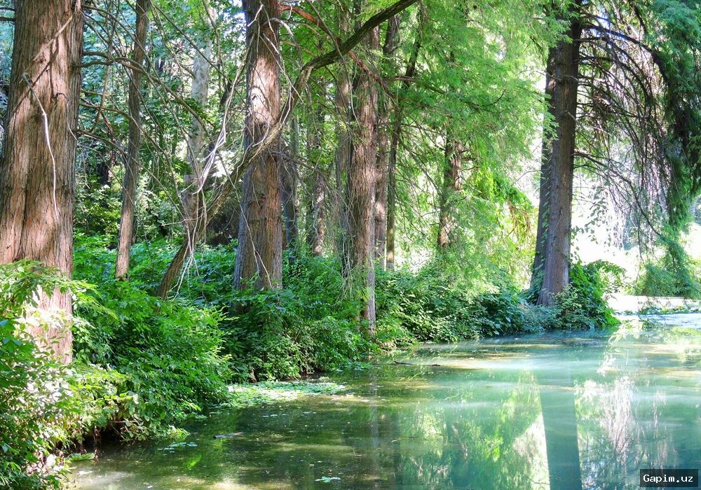 🌳🌿 В Ташкентском ботаническом саду высадили новые виды деревьев
