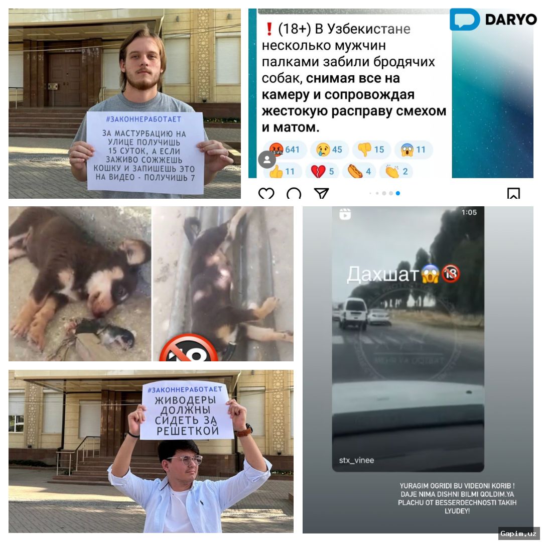 ⚖️🐕 Tashkent Court Sentences Veterinarian to 7 Days Arrest for Cruelty to Dogs
