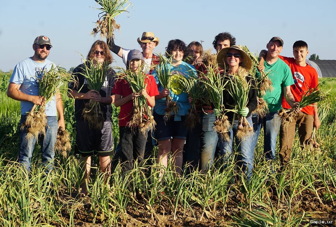 🌱🌍 Belarus Initiative: Agricultural Experiment Tests Uzbek Garlic Cultivation