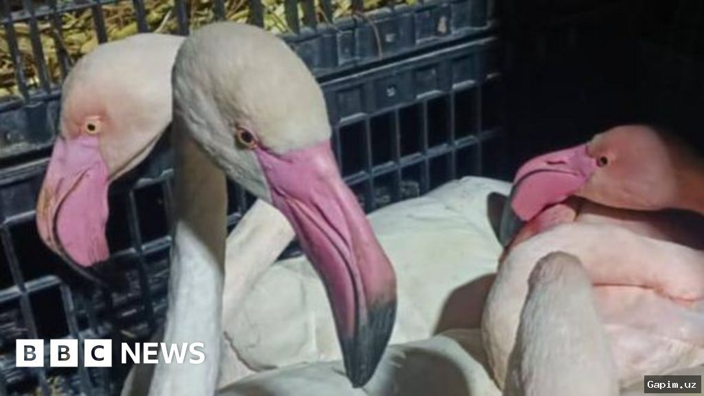 🦩⚖️ Poachers Kill and Eat Two Rare Pink Flamingos in Uzbekistan's Surkhandarya Region