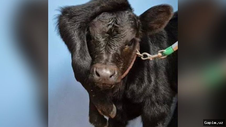 🐄🇦🇺 В Австралии успешно прооперировали теленка, родившегося с двумя дополнительными ногами на голове