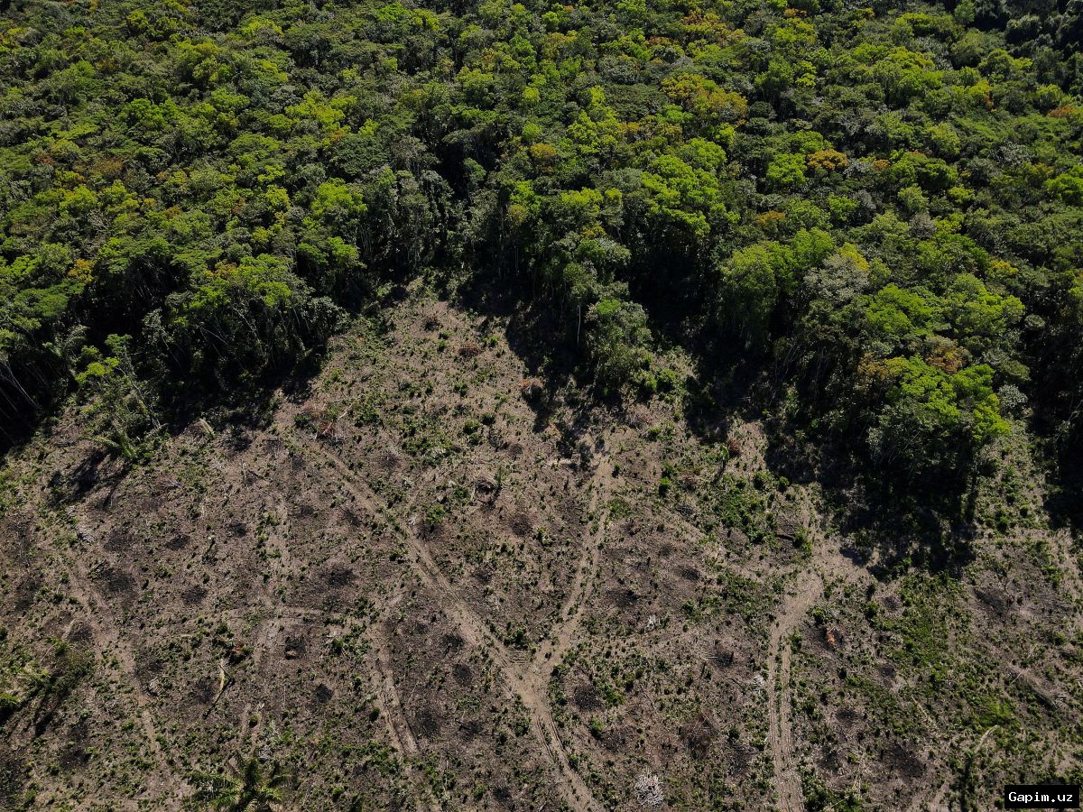 🇧🇷🌳 Braziliyadagi saylovlar: Amazoniya o‘rmonlarining taqdiri va xalqaro xavotirlar