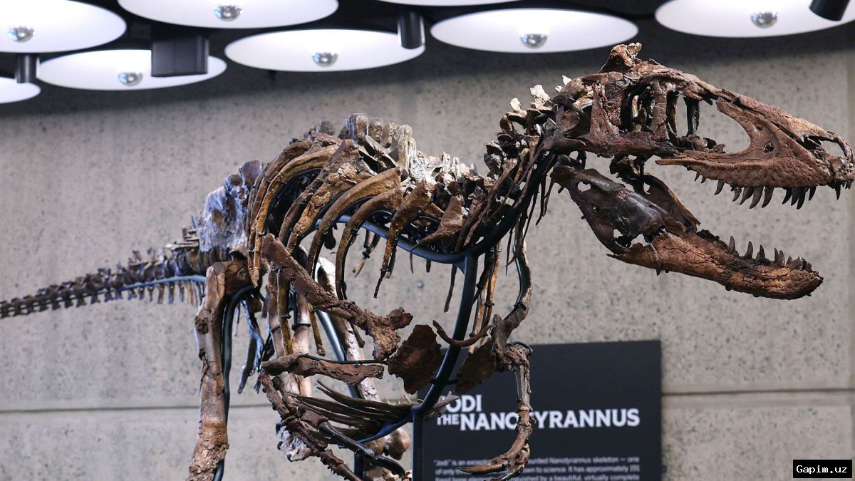 🦖💰 Rare Nanotyrannus skeleton fetches staggering price at New York auction