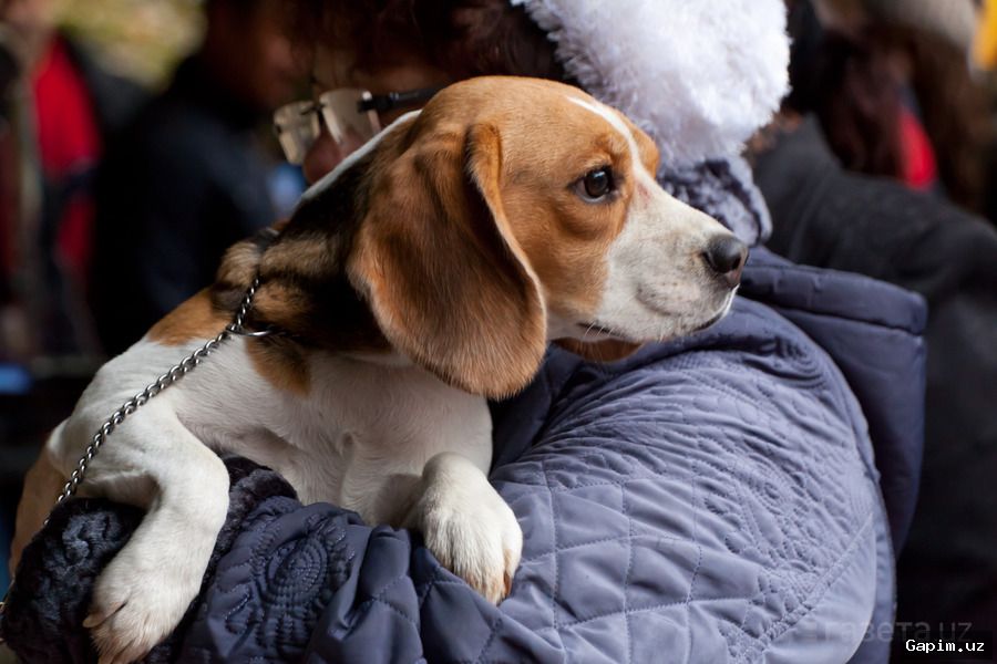 🐄🛑 Uzbekistan Officially Sets Rules for Animal Disease Quarantine