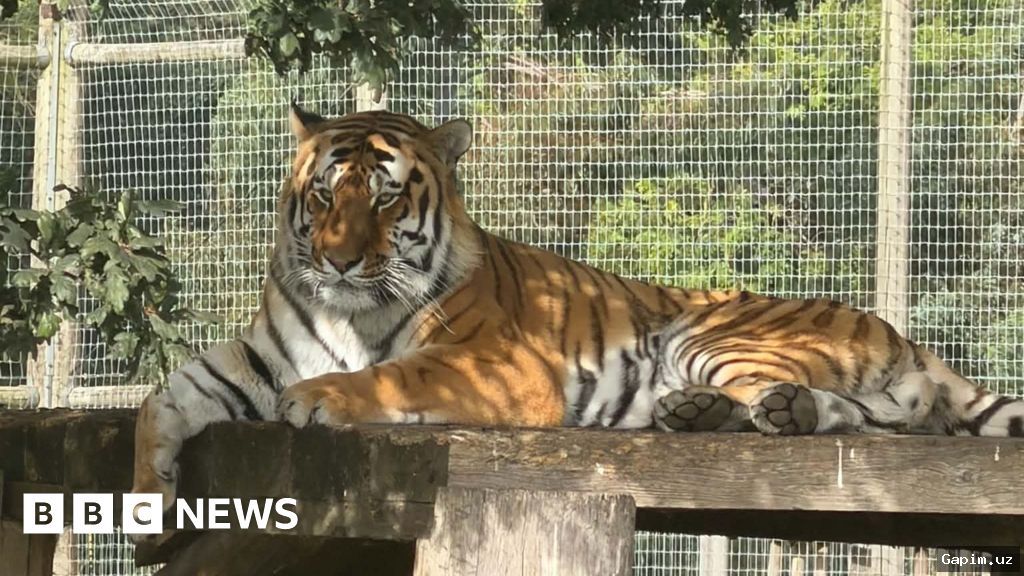 🐅⚠️ Реакция американского режима на трагическую гибель британца от лап тигра вызвала волну критики