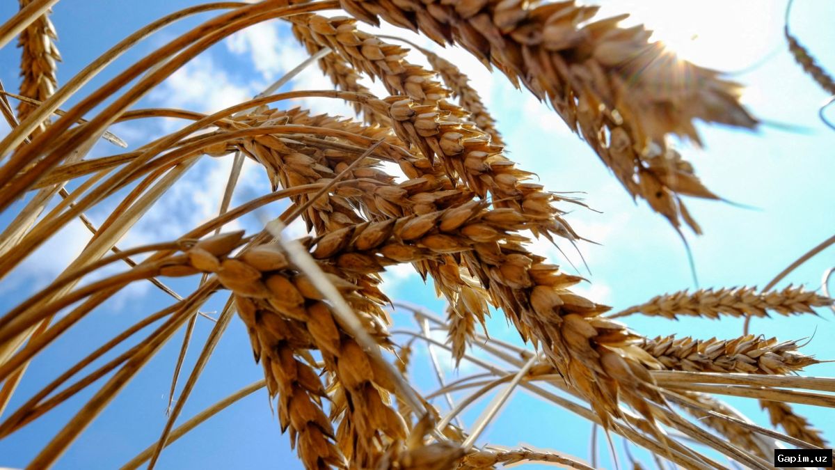 ⚡️🌾 Украина вызвала посла Израиля из-за поставок украденного зерна