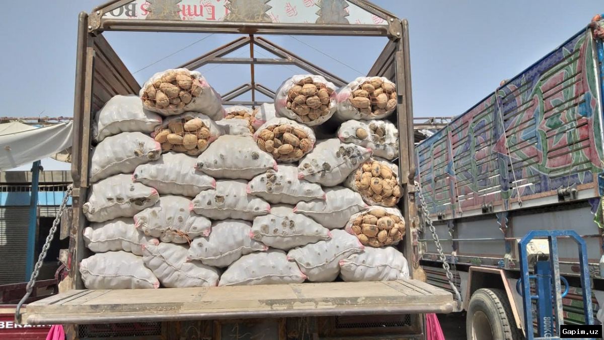 🥔⚠️ Uzbekistan President Criticizes Potato Planting Failures: Prices Surge, Officials Face Consequences