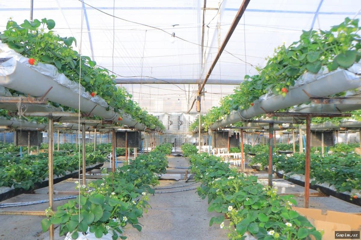 🚜🌱 Столичные теплицы планируют перенести в Сурхандаарью на фоне новых льгот для бизнеса