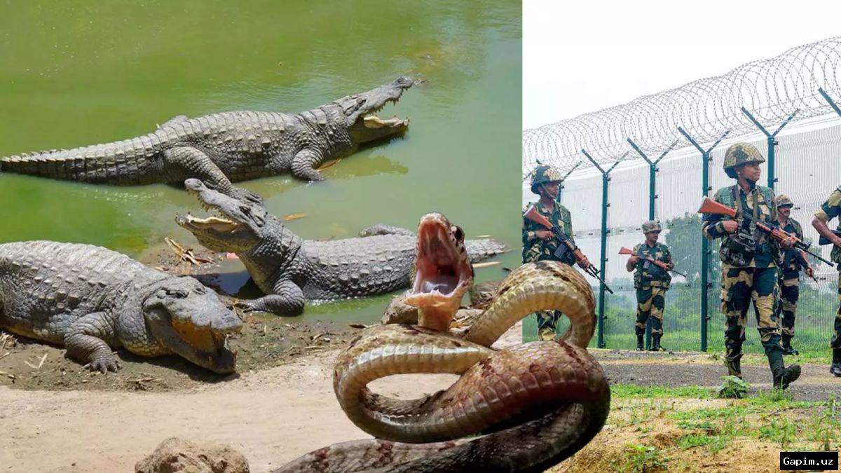 🐊🇮🇳 Индия предложила использовать крокодилов и змей на границе с Бангладеш