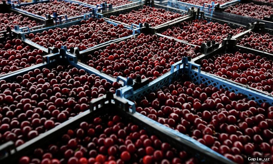 🍒📊 Экспорт черешни из Узбекистана: поставки в 11 стран, но объемы снизились