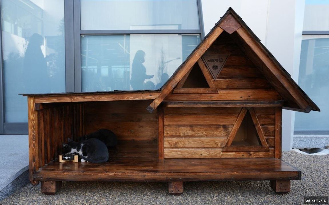 🐕🏛️ В Узбекистане открываются 11 новых государственных приютов для животных