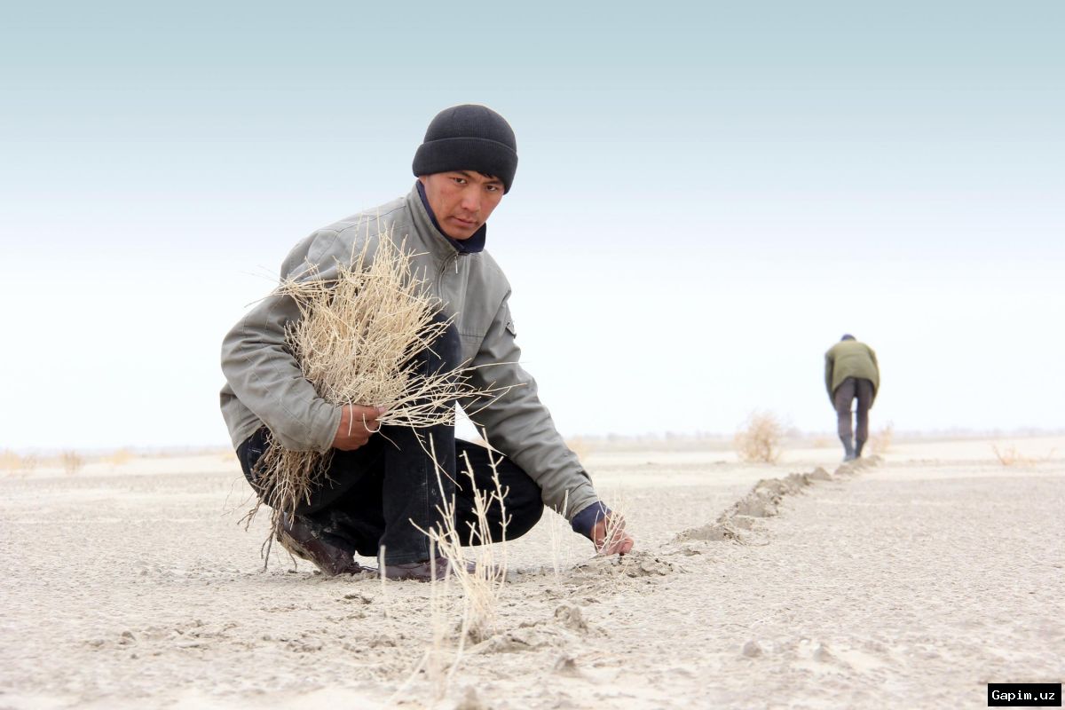 🌳🌪️ Uzbekistan Plans 150 km 'Green Walls' in Surkhandarya and Syrdarya Regions