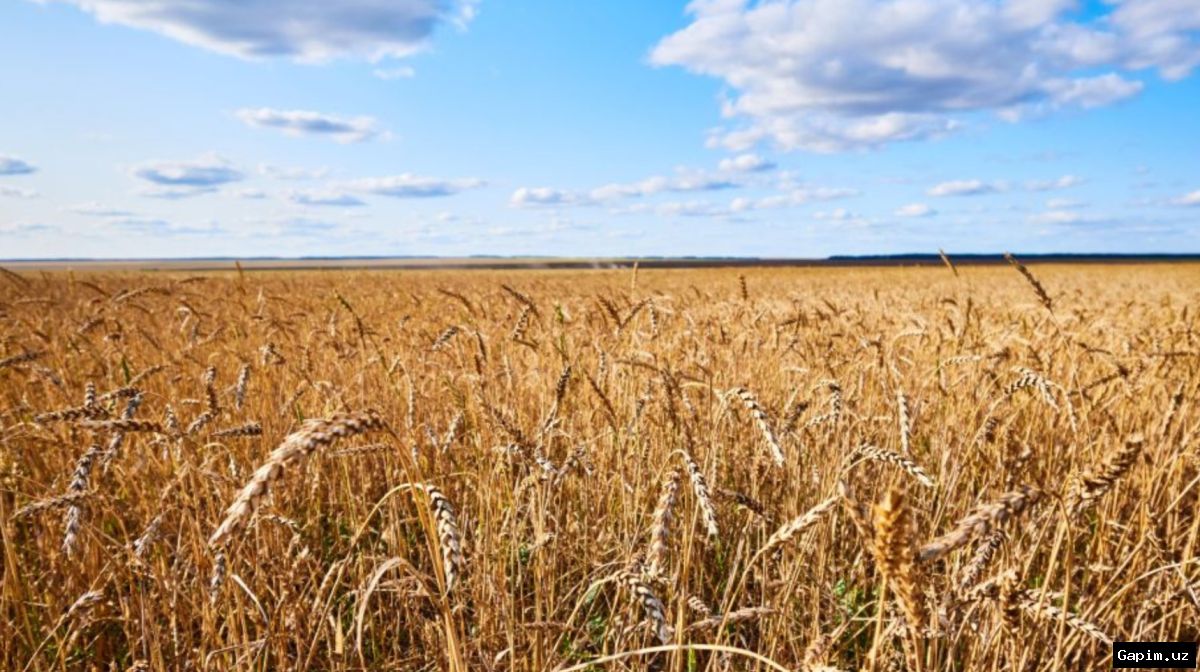 🌾🚜 Сельское хозяйство Кашкадарьи: власти обещают рост доходов и масштабное освоение земель