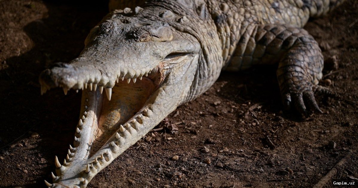🐊🚫 В Намангане опровергли слухи о крокодилах в канале