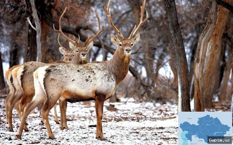 🦌🌊 Orolbo'yi tabiati: bug'u, pelikanlar va Sudochye ko'li taqdiri