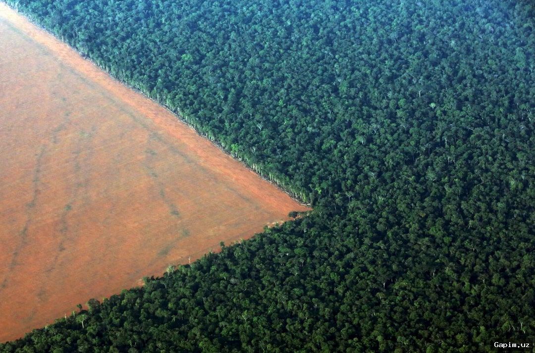 🌲🇧🇷 Вырубка лесов в бразильской Амазонии достигла минимального уровня за всю историю наблюдений