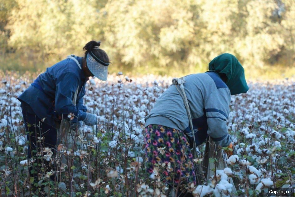 🌾🤖 Президент Узбекистана подписал указ о внедрении современных технологий в сельское хозяйство