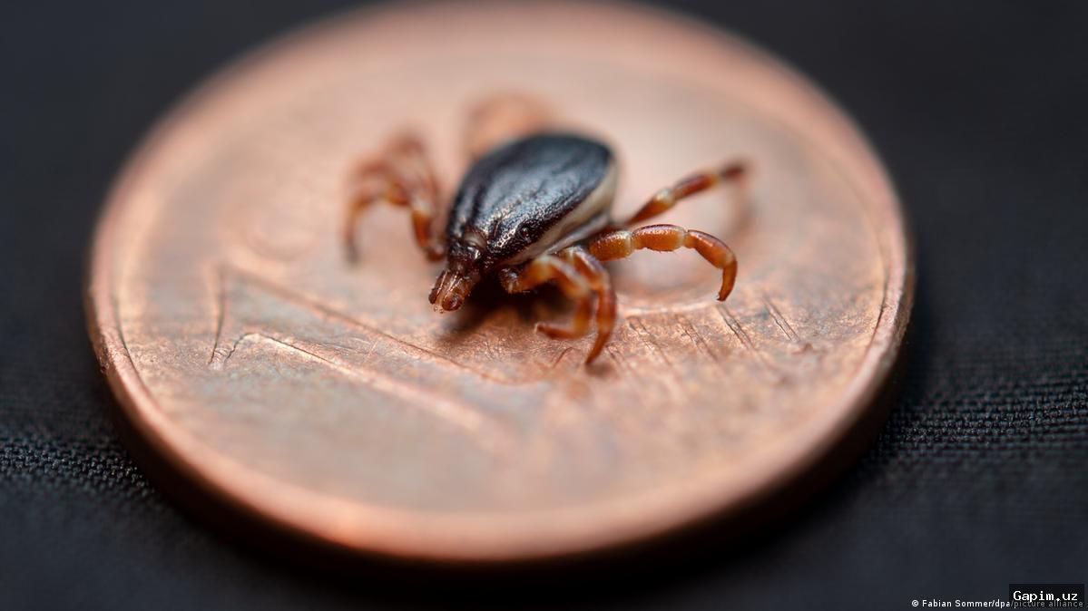🔬🌍 Germany and Kosovo join forces against deadly virus