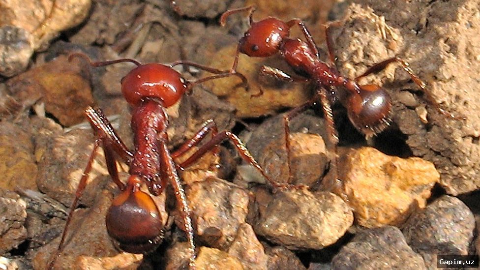 🐜🌍 Thousands of African Harvester Ant Queens Illegally Smuggled from Kenya to Europe