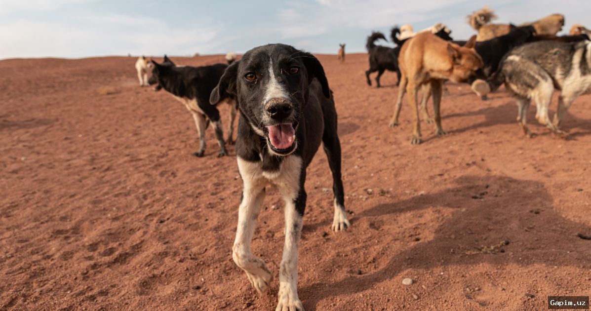 🐕🛡️ Toshkentda "Yunusobod Siti" qurilishida itlarga nisbatan shafqatsizlik holati: 20 ga yaqin it qutqarildi