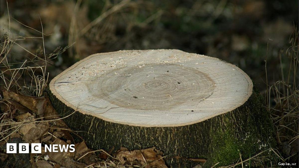 🌳🏘️ Environmental and Social Conflict Erupts in Burchmulla: Mass Tree Felling and Ownership Disputes