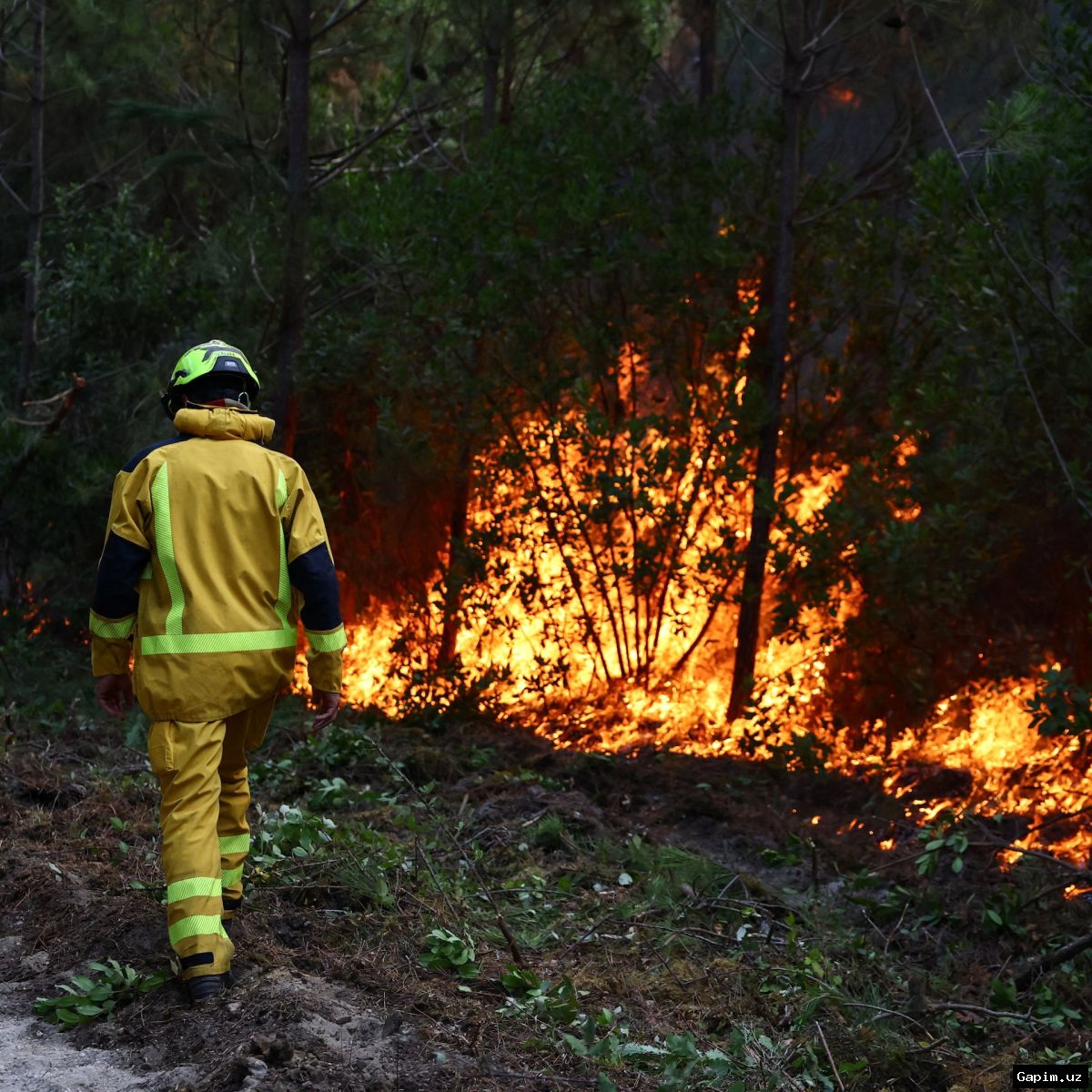 🔥🌍 Wildfires in Europe: France and Spain Blazes Ease, but Danger Persists
