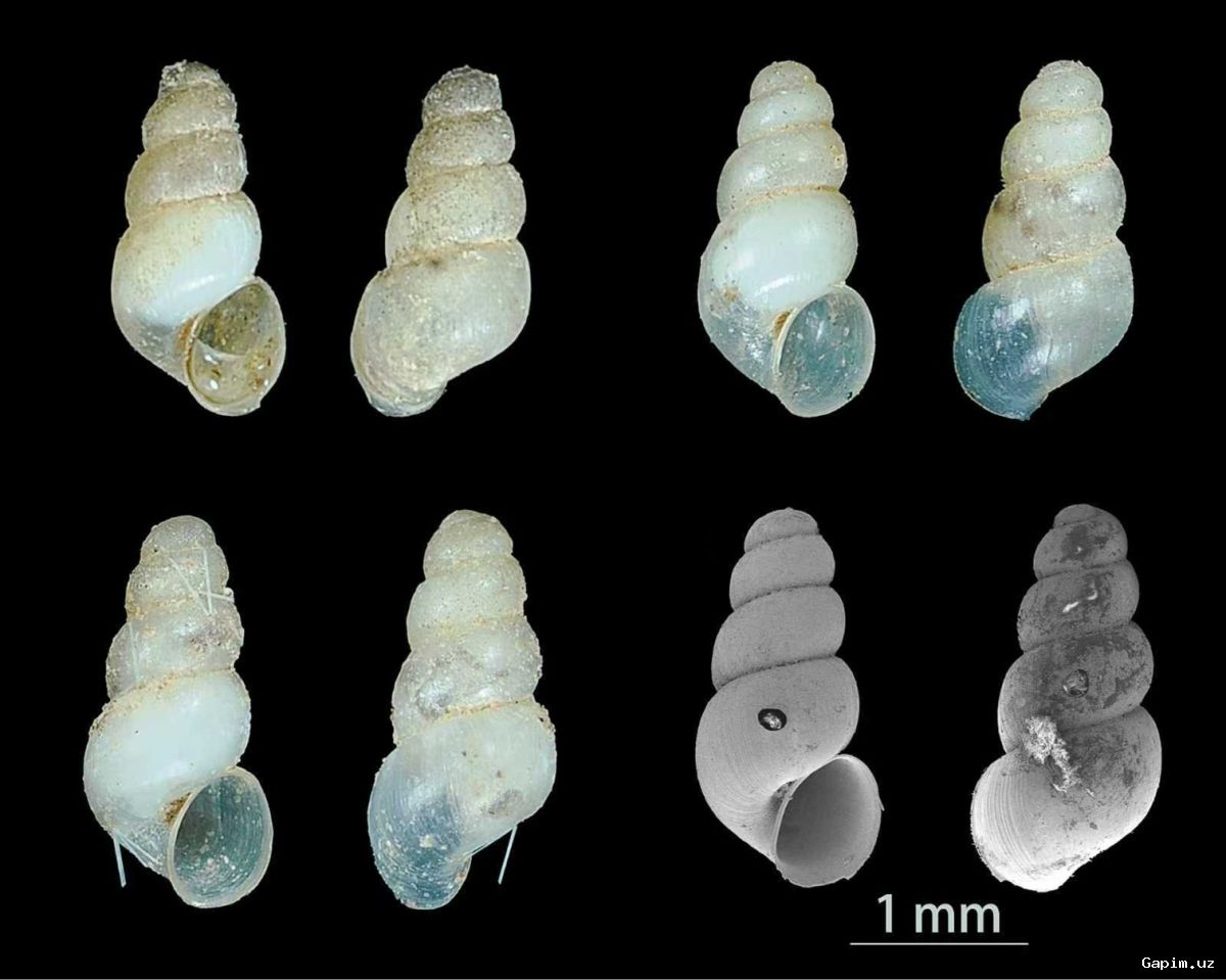 🐌🔍 Xitoyning tog' g'oridan ko'zisiz va rangsiz yangi shilliqqurt turi topildi