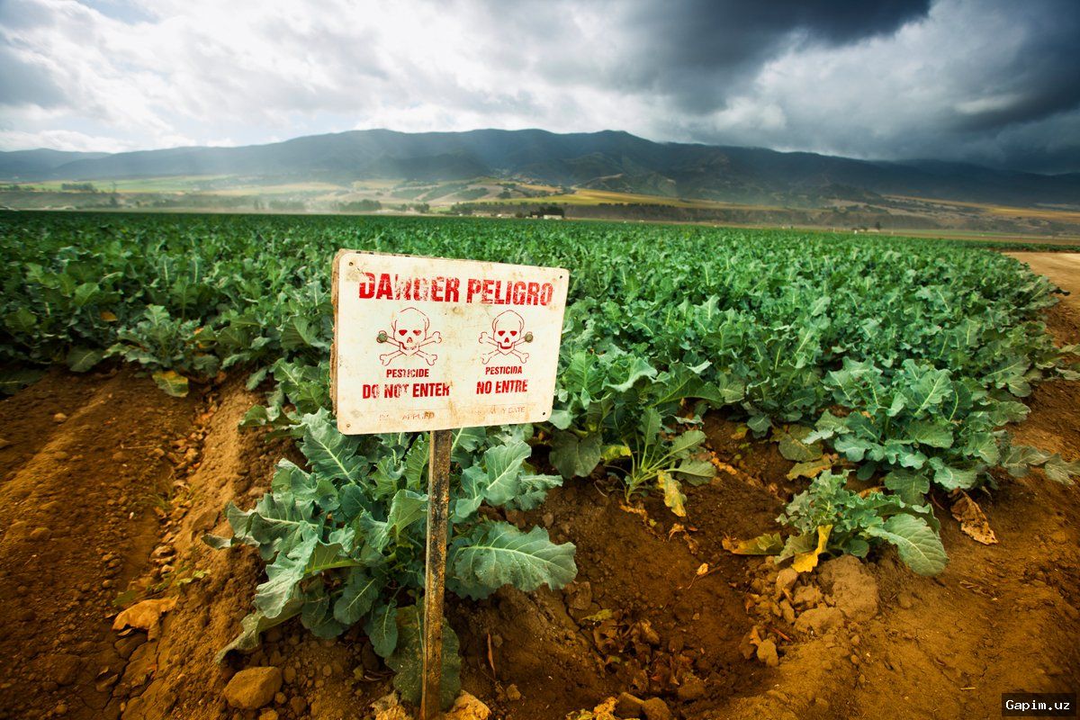 Original: pesticide poisoning farmers study 🌍⚠️ Почти половина фермеров в мире ежегодно отравляются пестицидами