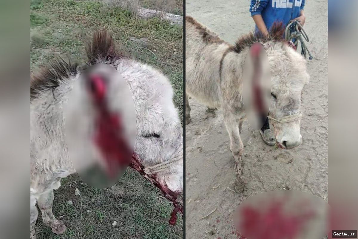 🐴😡 Man in Jizzakh Region Throws Donkey to Ground for Social Media Video, Sparks Outrage