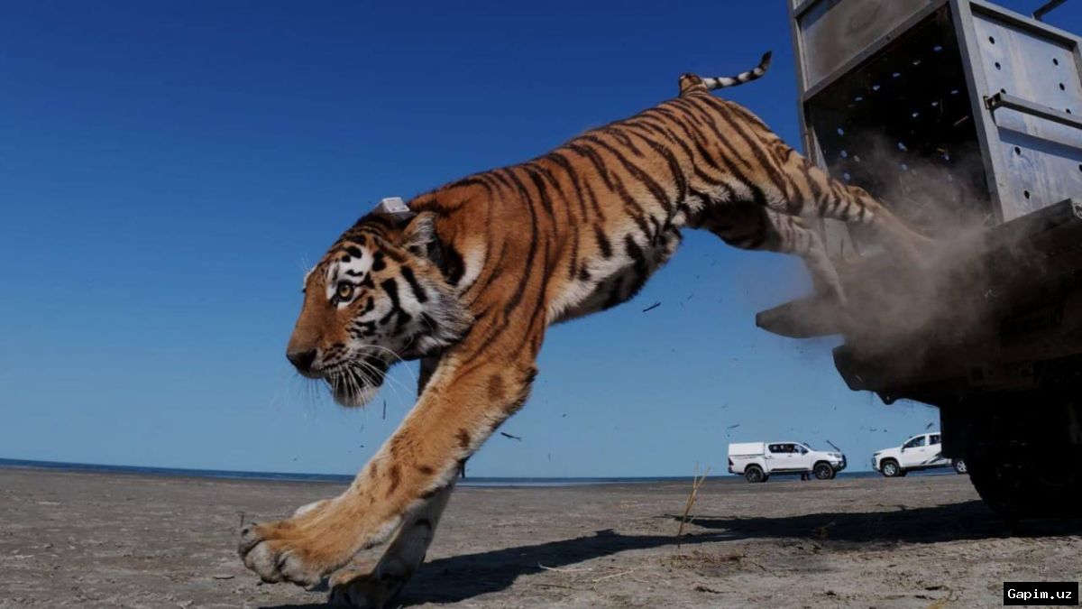 🐅🌿 First Amur tiger released into wild in Kazakhstan in over 70 years