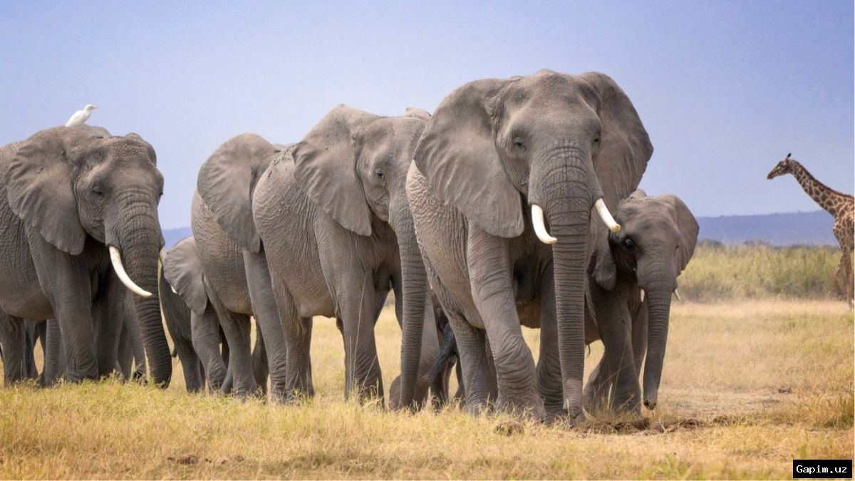 🐘💀 Keniyada 15 fil zaharlanishi: fermerlar pestitsid ishlatganmi?