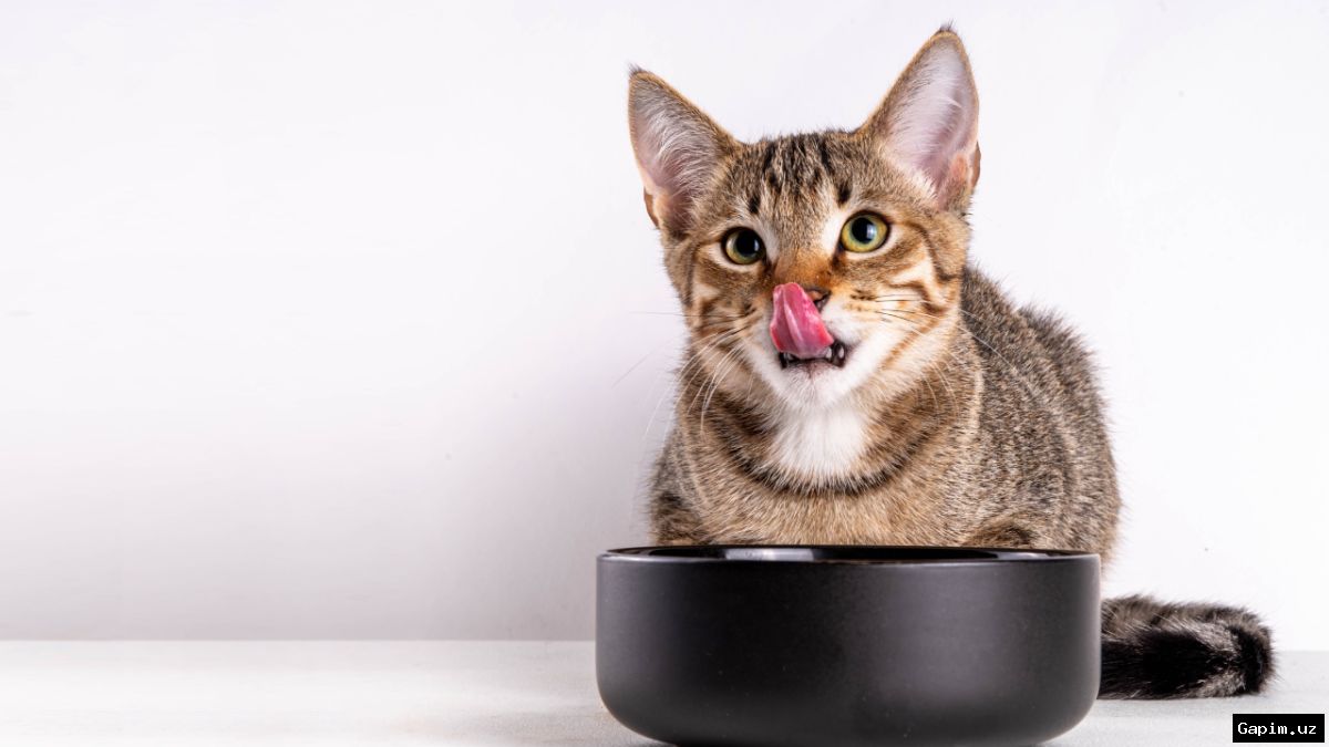 🐱🍽️ Uy hayvoningizning doimiy ochlik hissi sabablari
