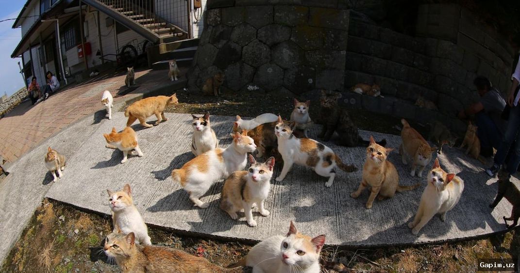 😿⚰️ В Чирчике скончалась пенсионерка, оштрафованная за кормление бездомных кошек