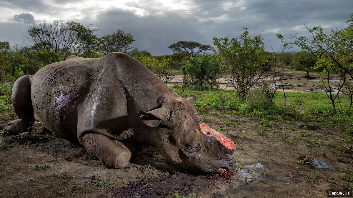 🦏⚖️ В ЮАР вынесен приговор по крупнейшему в мире делу о торговле рогами носорогов