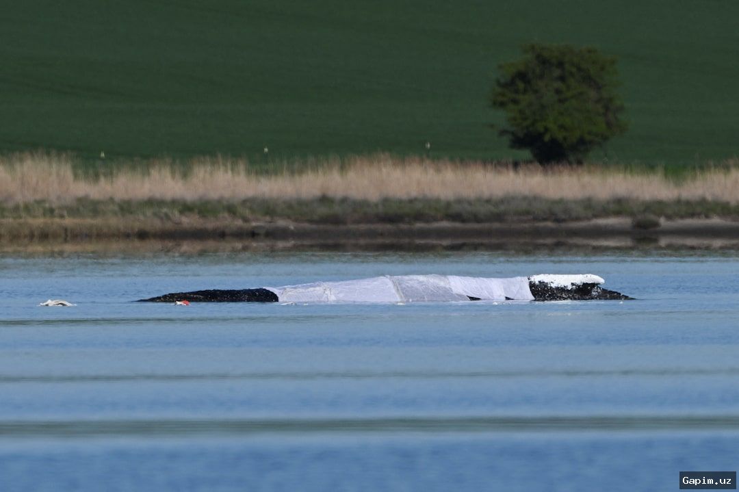 🐋🚤 Humpback whale rescued in Germany reaches Danish waters