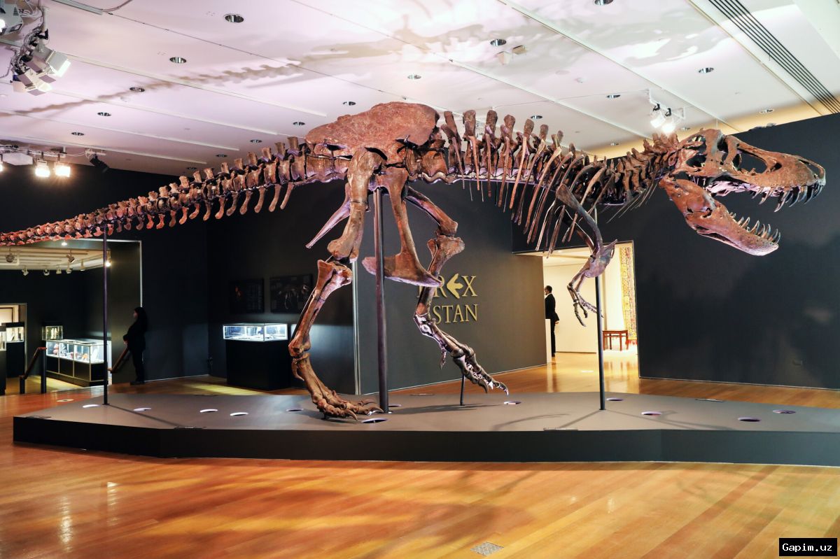 🦖💰 Скелет тираннозавра рекса установил рекорд на аукционе: продан за 50,1 миллиона долларов