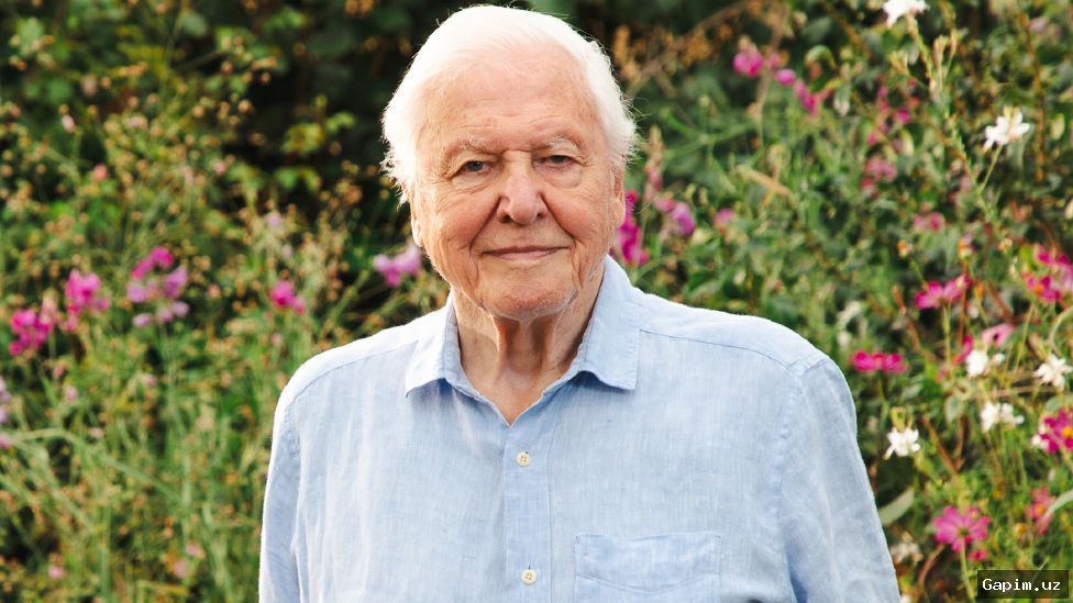 🌿🎂 100 yoshli Devid Attenboro: tabiat sevgisi va rekordlar hayoti