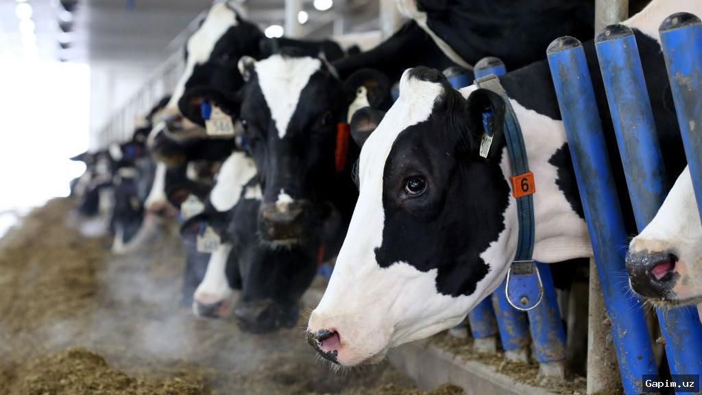 🥛🇨🇦 Kanada sut sanoati AQSh tariflari ostida: fermerlar zarar ko'rmoqda