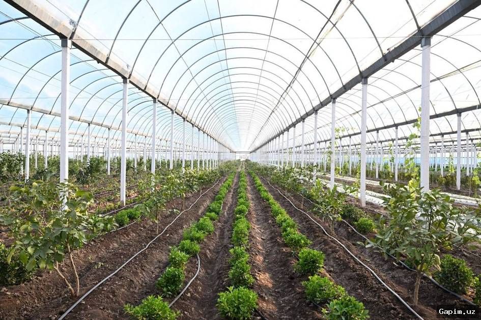 🌱🏭 Presidential Decree: New Incentives Introduced for Greenhouse Farms in Uzbekistan