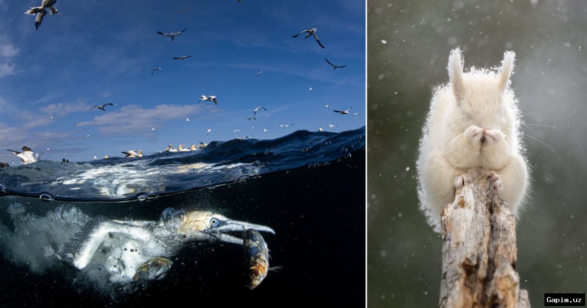 📷🏆 Японский бренд Nikon объявил победителей 74-го ежегодного фотоконкурса