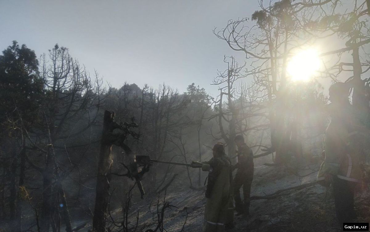 🔥🌲 Fire in Boysun Forestry: 1 Hectare of Land Burned