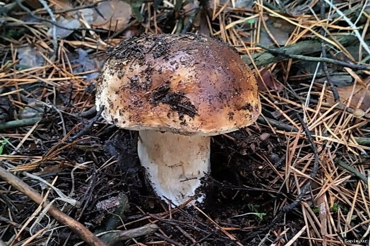 🍄⚠️ В московском аэропорту выявили партию зараженных радиацией грибов для отправки в Узбекистан