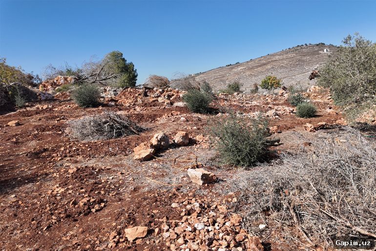 🇱🇧⚠️ На юге Ливана два человека погибли во время сбора урожая олив
