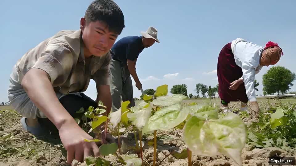 🌾📈 Узбекистан собрал 3,5 миллиона тонн хлопка в 2024 году