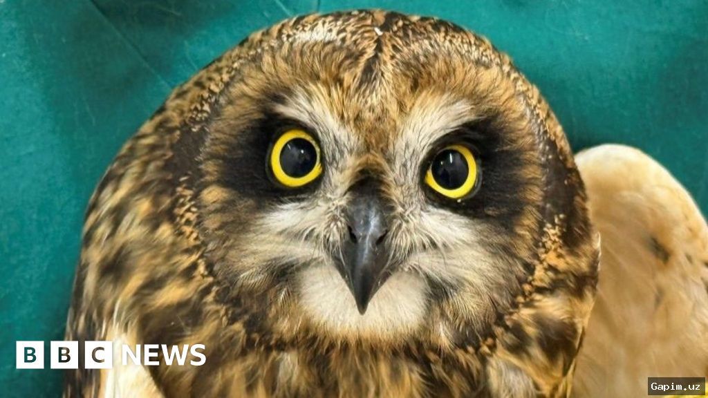 🦉🔗 Owl Rescued from Teenager in Tashkent, Handed to Zoo