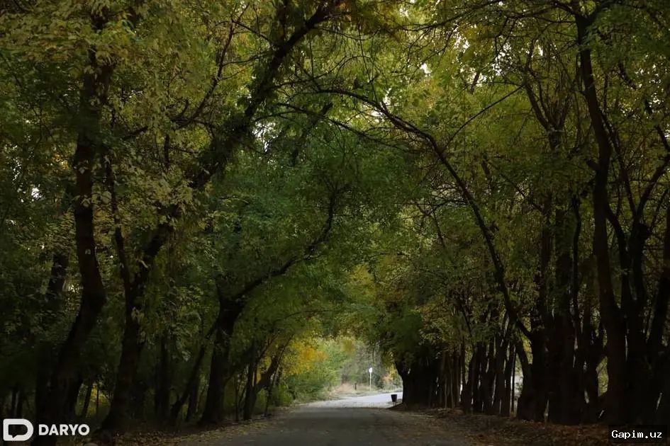 🌲🌳 В Ташкенте планируют массово создавать микролеса в жилых кварталах