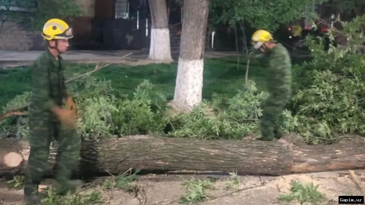 🌬️🌳 Strong wind in Tashkent fells trees, damages cars and traffic lights