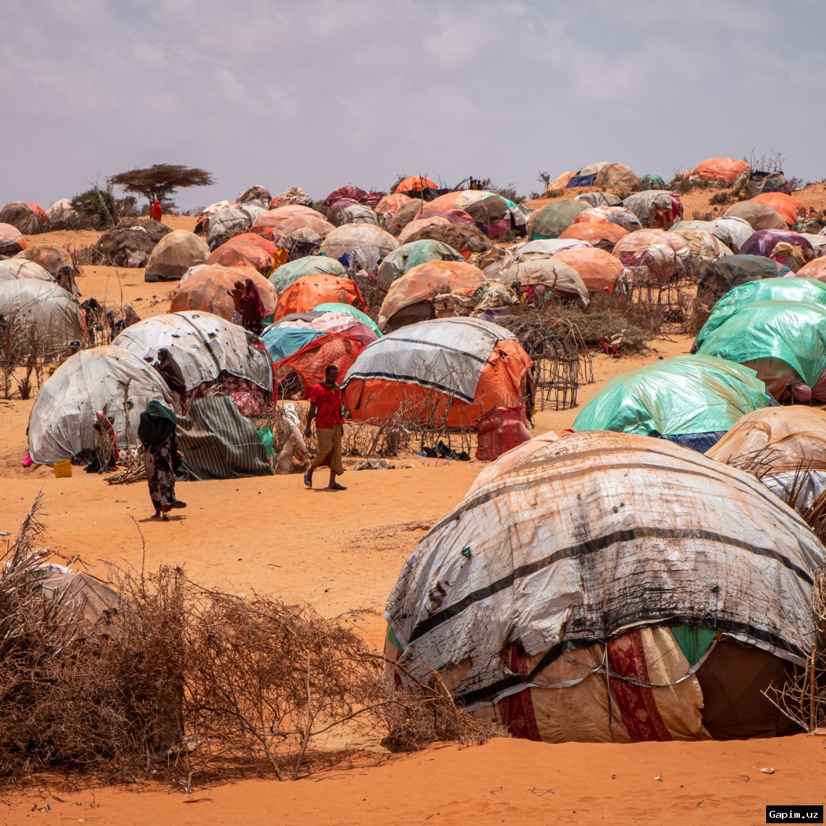 🏜️🌍 Somalia drought and hunger crisis: Over 500,000 displaced as aid funding plummets